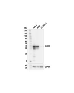 Cell Signaling DHCR7 (F7I5B) Rabbit mAb; 20 µl