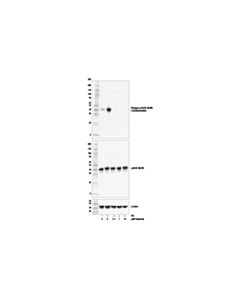 Cell Signaling Trametinib