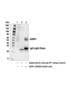 Cell Signaling A2bp1 (E8r9z) Rabbit mAb