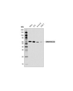 Cell Signaling Smarcd3/Baf60c (D6f1s) Rabbit mAb