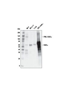 Cell Signaling RARalpha (E6Z6K) Rabbit mAb 20 uL