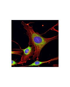 Cell Signaling Calreticulin (D3e6) Xp Rabbit mAb (Alexa Fluor 488 Conjugate)