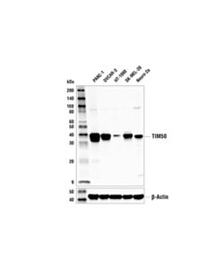 Cell Signaling Tim50 Antibody