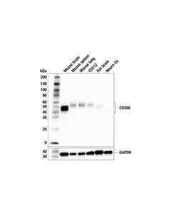 Cell Signaling CD200 (F6V8L) Rabbit mAb; 100 µl