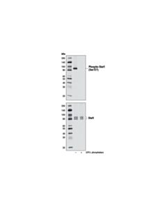 Cell Signaling Phospho-Stat1 (Ser727) (D3b7) Rabbit mAb (BSA And Azide Free)