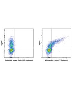 Cell Signaling Whitlow/218 Linker (E3u7q) Rabbit mAb (PE Conjugate)