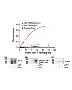 Cell Signaling PathScan RP Phospho-IRF-7 (Ser437/438) Sandwich ELISA Kit 1 Kit