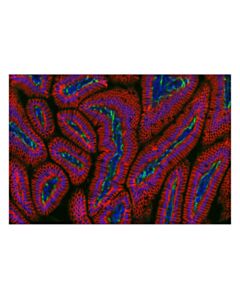 Cell Signaling Na,K-ATPase alpha1 (F7K1P) Rabbit Monoclonal Antibody (Alexa Fluor ® 555 Conjugate)