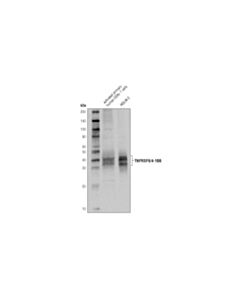 Cell Signaling 4-1bb/Cd137/Tnfrsf9 Antibody