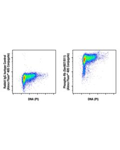 Cell Signaling Phospho-Rb (Ser807/811) (D20B12) Rabbit Monoclonal Antibody (Alexa Fluor ® 405 Conjugate)