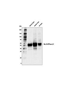Cell Signaling Na,K-Atpase Beta1 (D8w8j) Rabbit mAb