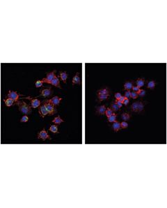 Cell Signaling Phospho-Sting (Ser365) (D1c4t) Rabbit mAb
