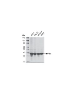 Cell Signaling Eif2alpha (D7d3) Xp ® Rabbit mAb (BSA And Azide Free)