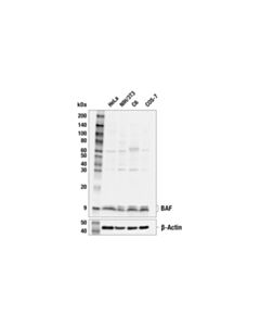 Cell Signaling Baf Antibody