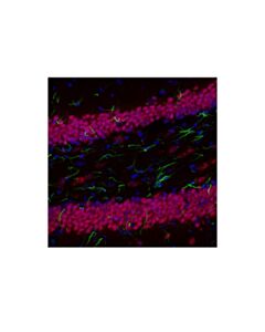Cell Signaling Neun (D4g4o) Xp<LT/>Sup&Gt;®<LT/>/Sup&Gt; Rabbit mAb (Alexa Fluor<LT/>Sup&Gt;®<LT/>/Sup&Gt; 647 Conjugate)