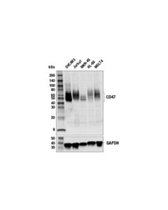 Cell Signaling Cd47 (D3o7p) Rabbit mAb