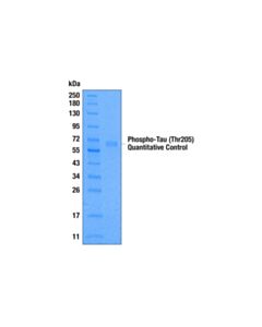 Cell Signaling Phospho-Tau (Thr205) Quantitative Control