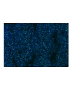 Cell Signaling CD3 epsilon (D7A6E™) Rabbit Monoclonal Antibody (Alexa Fluor® 750 Conjugate)