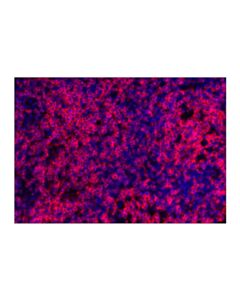 Cell Signaling CD3 epsilon (D7A6E™) Rabbit Monoclonal Antibody (Alexa Fluor® 647 Conjugate)