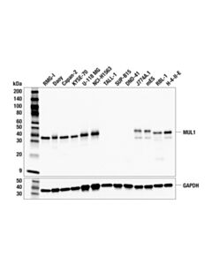 Cell Signaling MUL1 (F1P7T) Rabbit Monoclonal Antibody