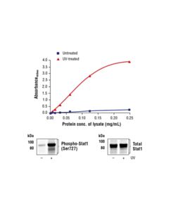 Cell Signaling Fastscan Phospho-Stat1 (Ser727) ELISA Kit