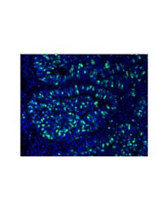 Cell Signaling Ki-67 (D2h10) Rabbit mAb (Alexa Fluor ® 488 Conjugate)