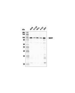 Cell Signaling Nkrf (E9g1t) Rabbit mAb