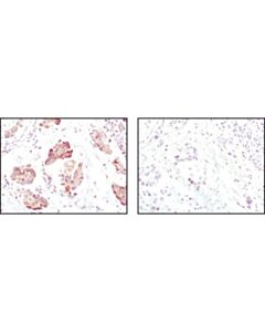 Cell Signaling Bip (C50b12) Rabbit mAb (BSA And Azide Free)