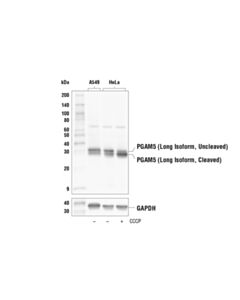 Cell Signaling PGAM5 (Long Isoform) (E8C3L) Rabbit mAb 20 uL