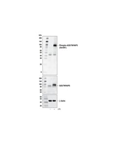 Cell Signaling Phospho-A20/Tnfaip3 (Ser381) Antibody