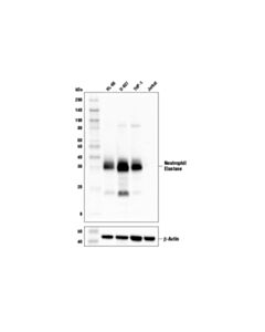 Cell Signaling Neutrophil Elastase Antibody