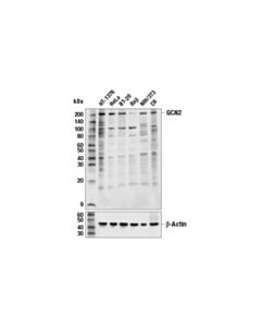 Cell Signaling Gcn2 (E7i8w) Rabbit mAb