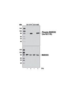 Cell Signaling Phospho-MARCKS (Ser167/170) (D13E4) Rabbit Monoclonal Antibody (BSA and Azide Free)