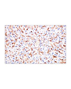 Cell Signaling Signalstain Boost Ihc Detection Reagent (Hrp, Goat)