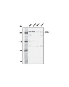 Cell Signaling BRD4 (E4X7E) Mouse mAb 20 uL