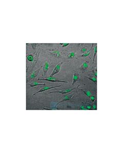 Cell Signaling Signalsilence Mtor Sirna I