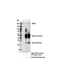 Cell Signaling BCOR (E6V3R) Rabbit mAb 20 uL