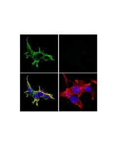 Cell Signaling Cd15/Ssea1 (Mc480) Mouse mAb (Alexa Fluor® 488 Conjugate)