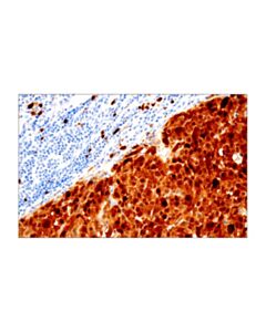 Cell Signaling S100a1 (4c4.9) Mouse mAb