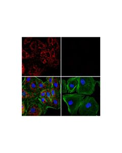 Cell Signaling Mthfd2 (E7a4l) Xp Rabbit mAb (Alexa Fluor 647 Conjugate)