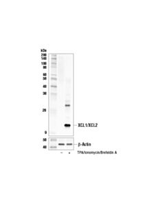 Cell Signaling Xcl1/Xcl2 (E9d3h) Rabbit mAb
