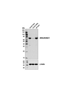 Cell Signaling Aralar/Agc1 (D5i6i) Rabbit mAb