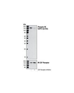 Cell Signaling Phospho-Csf-1r/M-Csf-R (Tyr723) (49c10) Rabbit mAb (BSA And Azide Free)
