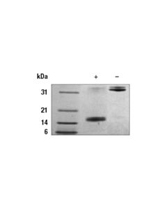 Cell Signaling Human Il-17a/F Heterodimer Recombinant Protein