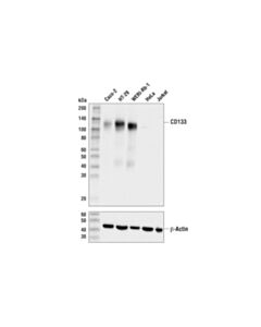 Cell Signaling Cd133 (D2v8q) Xp ® Rabbit mAb