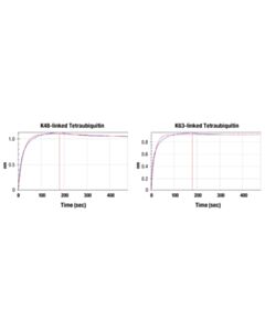 Cell Signaling Pan-branch Ubiquitin TUBE-RAD23A (Magnetic Bead Conjugate); 400 µl