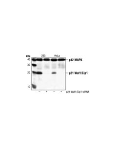 Cell Signaling Signalsilence® P21 Waf1/Cip1 Sirna I