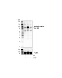 Cell Signaling Phospho-Foxo3a (Ser425) (D5e9t) Rabbit mAb