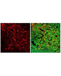 Cell Signaling Cd11c (D1v9y) Rabbit mAb (Alexa Fluor® 555 Conjugate)