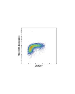 Cell Signaling Wee1 (D10d2) Rabbit mAb (PE Conjugate)